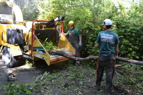 tree services Morongo Valley